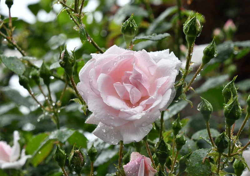 101232 Natur - Rose Puzzle