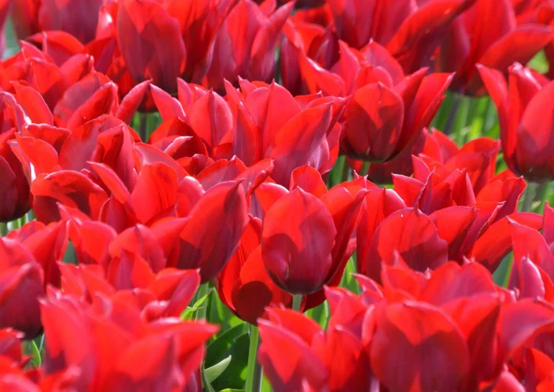 101268 Natur - Rote Blumen Puzzle