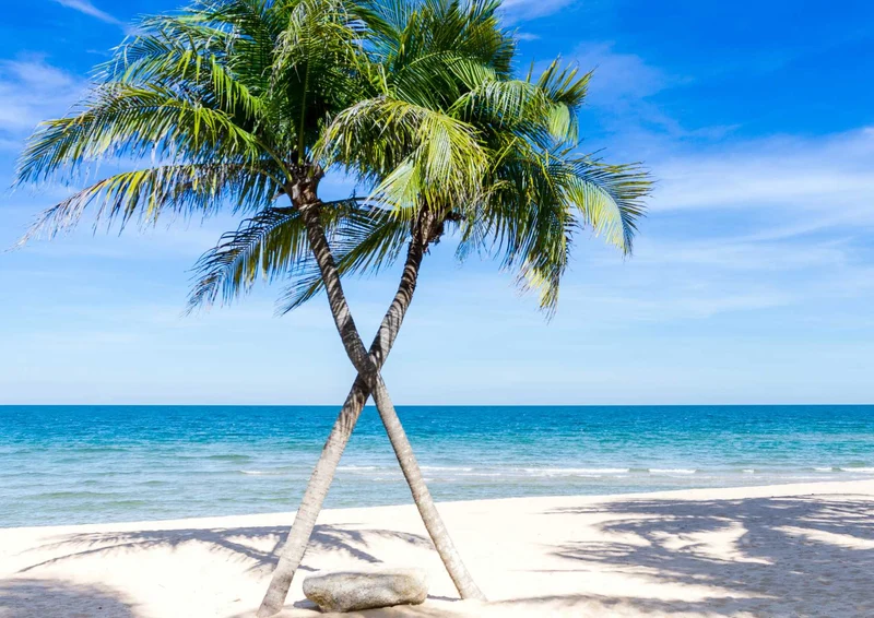 99886 Natur - Palmen am Strand Puzzle