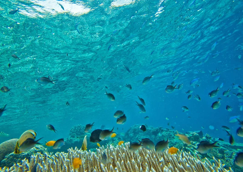99787 Tierwelt - Fische im Meer Puzzle