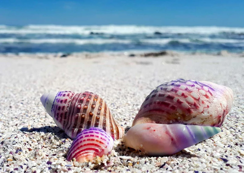100635 Natur - Muscheln Puzzle