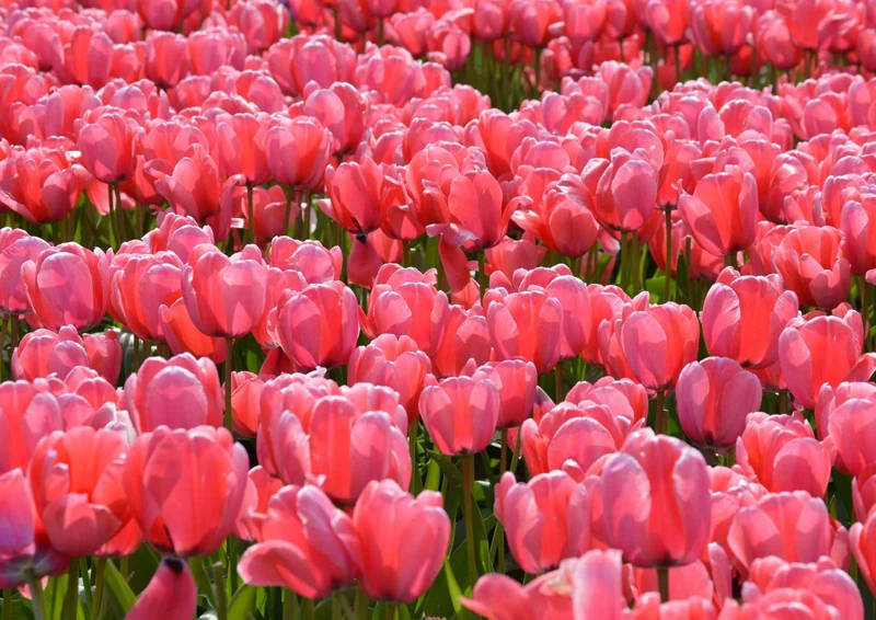 101393 Natur - Blumenwiese Puzzle