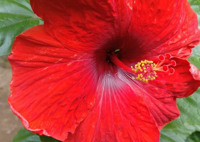 101964 Natur - rote Blume Puzzle