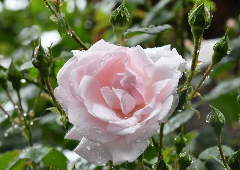 101651 Natur - Rose Puzzle