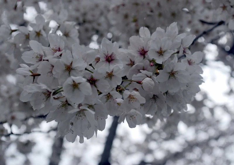102122 Natur - Blüten Puzzle