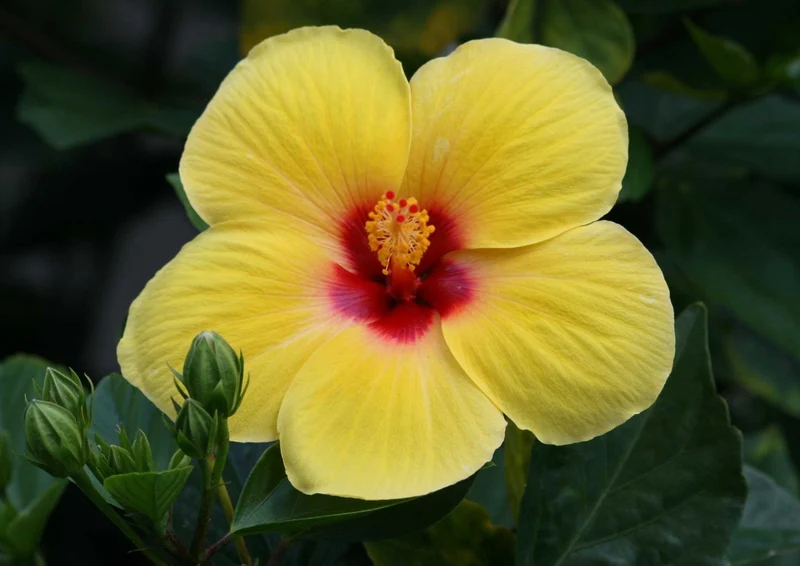 102066 Natur - Blume Puzzle