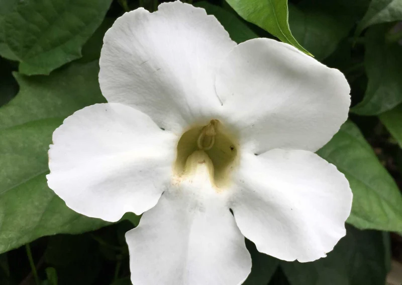 101955 Natur - Blüte Puzzle