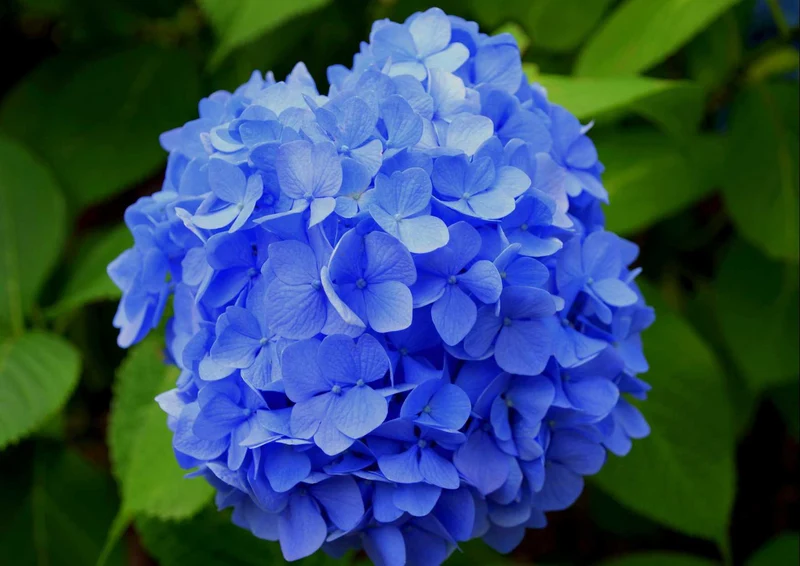 101750 Natur - Blume Puzzle