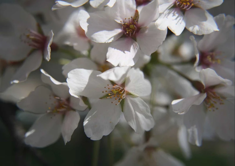 102105 Natur - Kirschblüten Puzzle