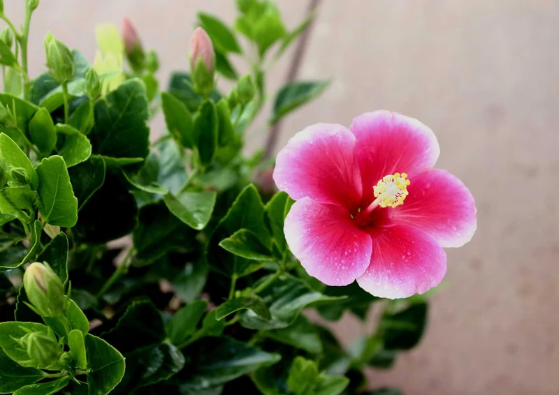 102074 Natur - Blüte Puzzle