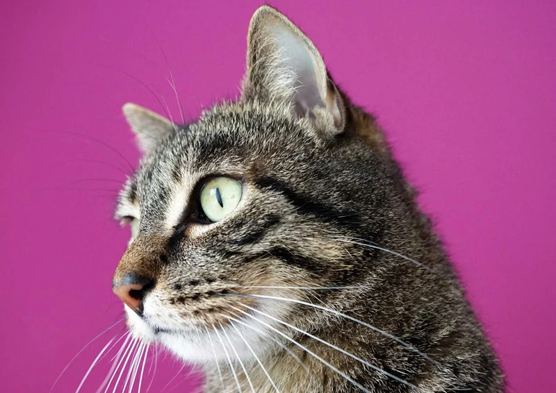 101984 Tierwelt - Katze Puzzle