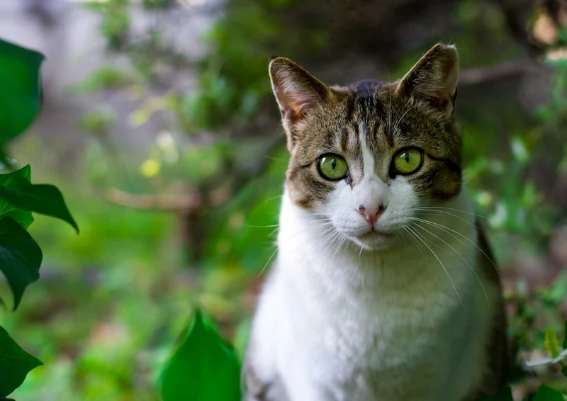 101850 Tierwelt - Katze Puzzle