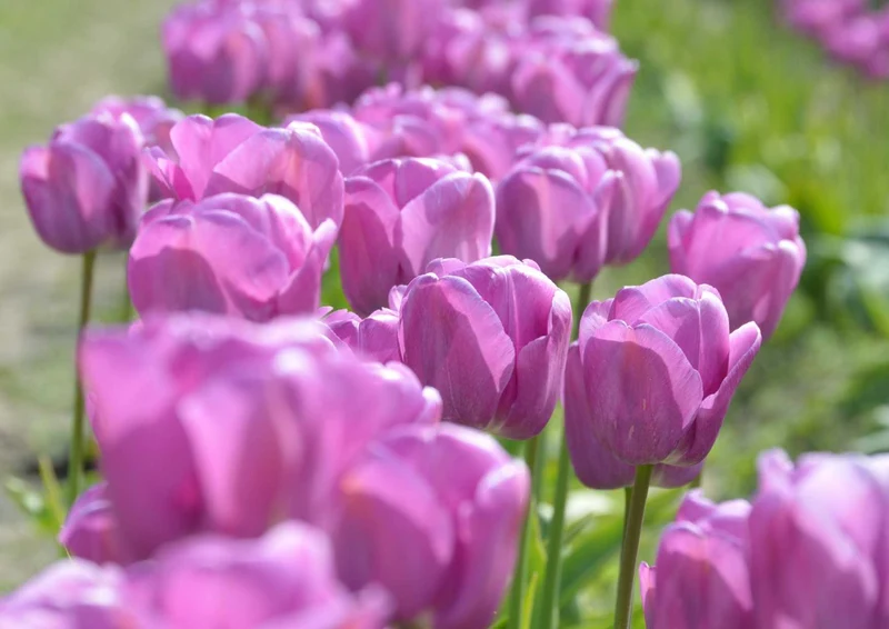 102150 Natur - Tulpen Puzzle