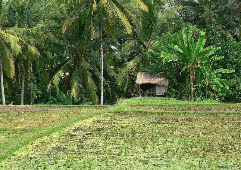 102827 Natur - Indonesien Puzzle