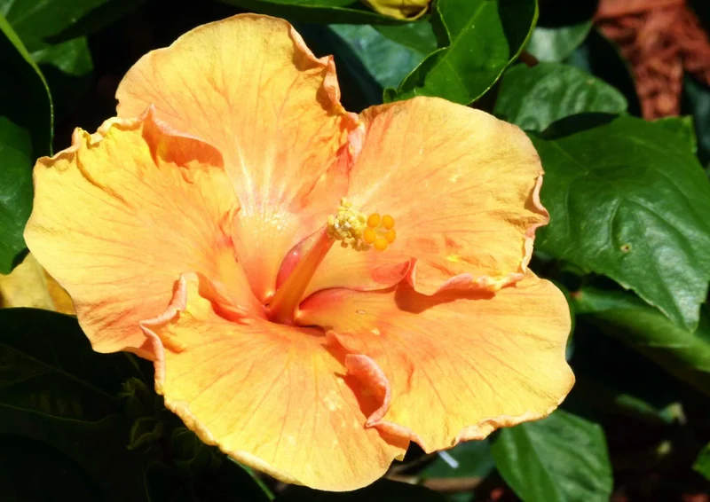 102931 Natur - Hibiskus Puzzle