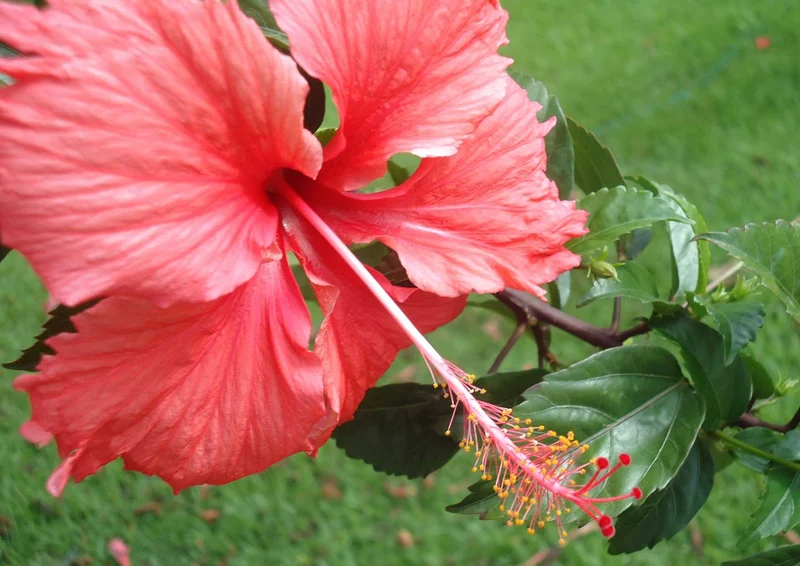 102939 Natur - Tropischer Hibiskus Puzzle