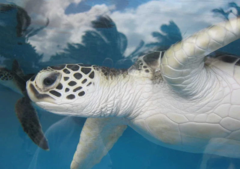 103366 Tierwelt - Schildkröte Puzzle