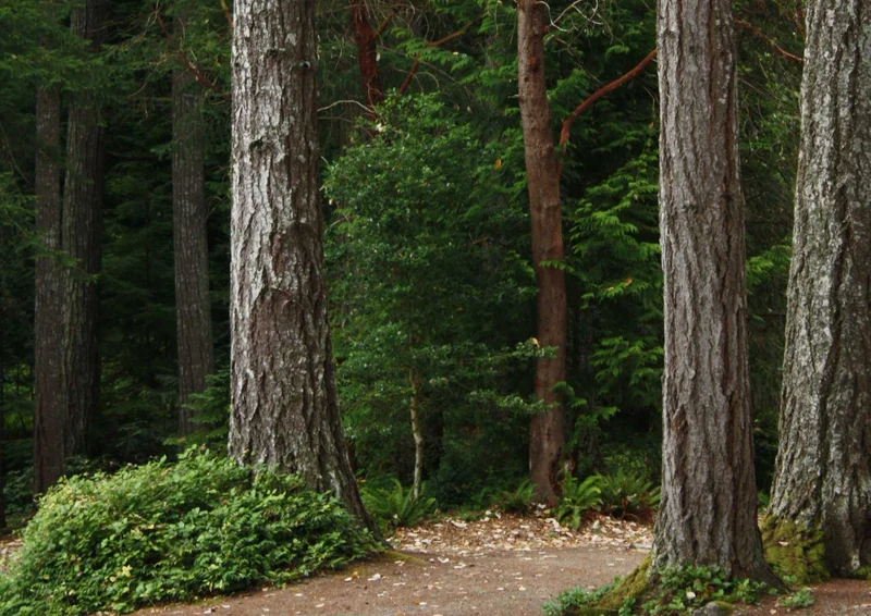 102172 Natur - Wald Puzzle