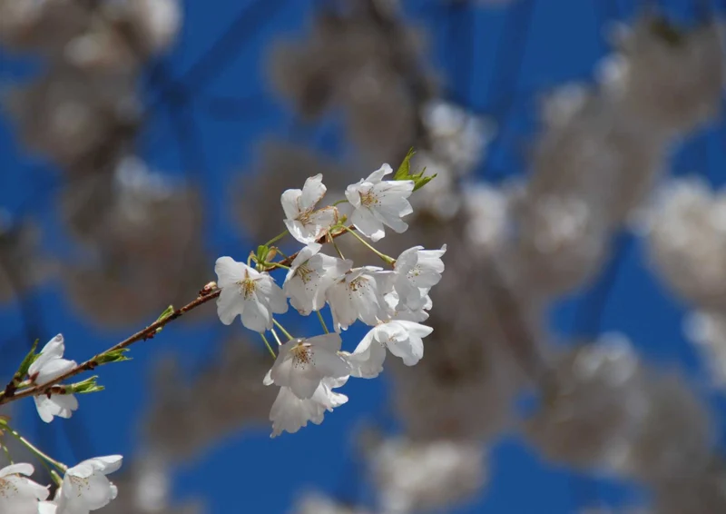 102174 Natur - Kirsch-Blüte Puzzle