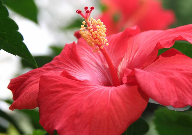 102943 Natur - Hibiskus Puzzle