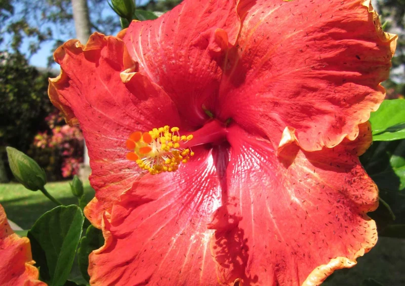 102944 Natur - Hibiskus Puzzle