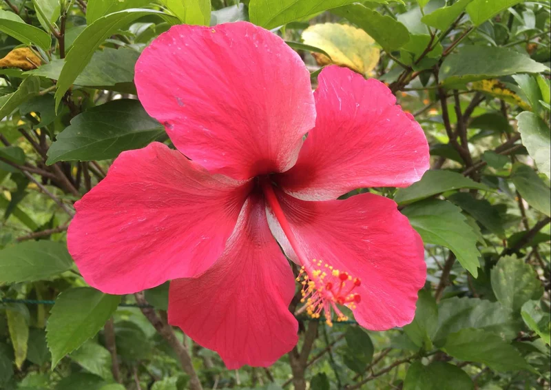 102946 Natur - Hibiskus Puzzle