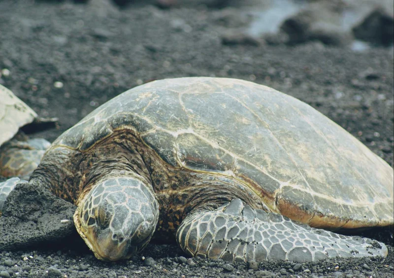 102901 Natur - Schildkröte Puzzle