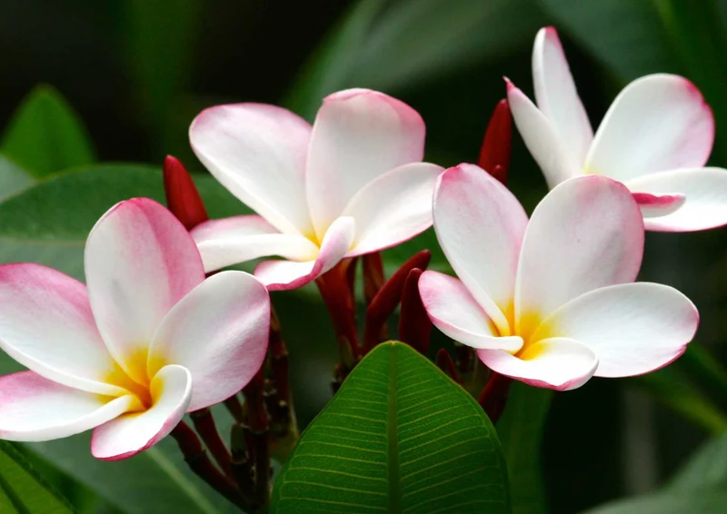 101871 Natur - Blumen Puzzle