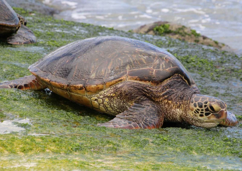 103527 Tierwelt - Wasserschildkröte Puzzle