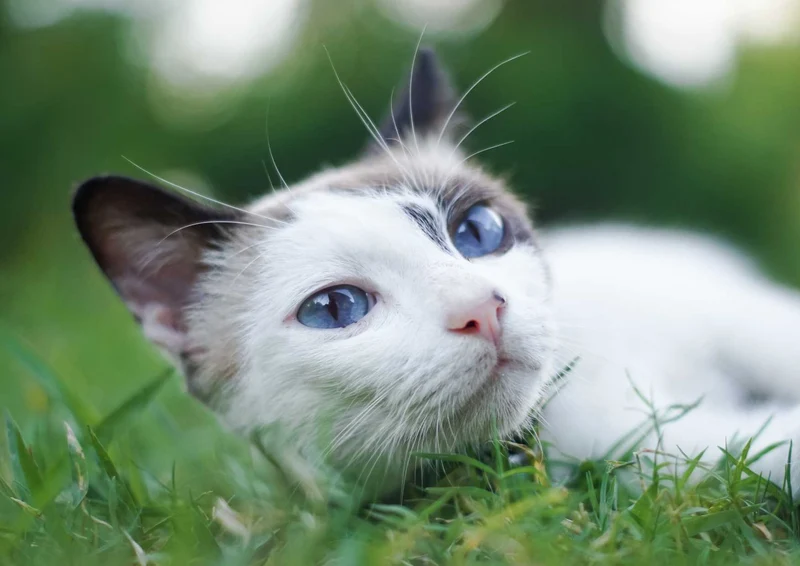 103553 Tierwelt - Katze im Gras Puzzle