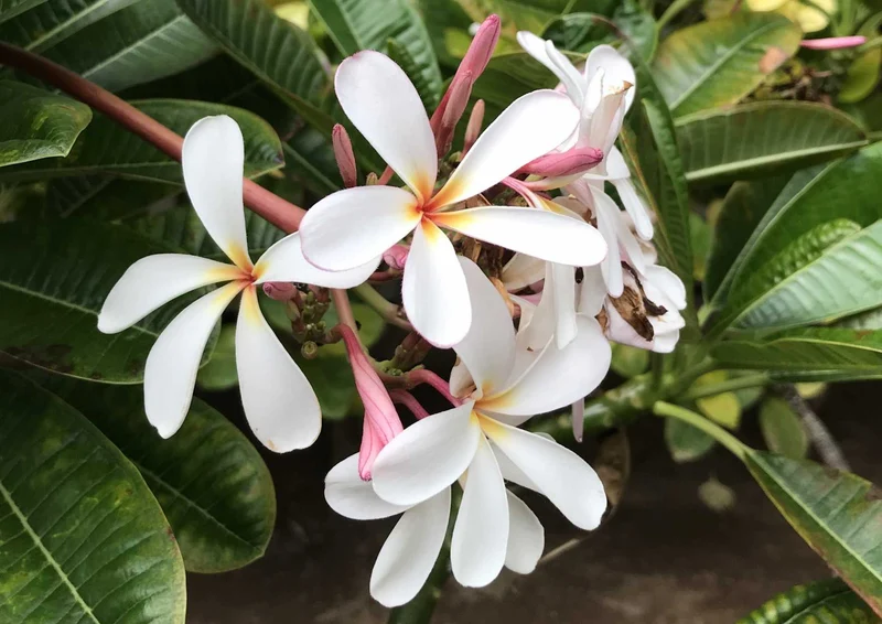 102974 Natur - Plumeria Puzzle