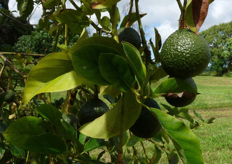 101878 Natur - Avocado Puzzle