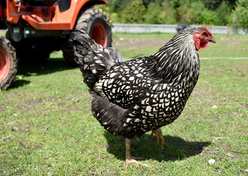 102592 Tierwelt - Huhn Puzzle