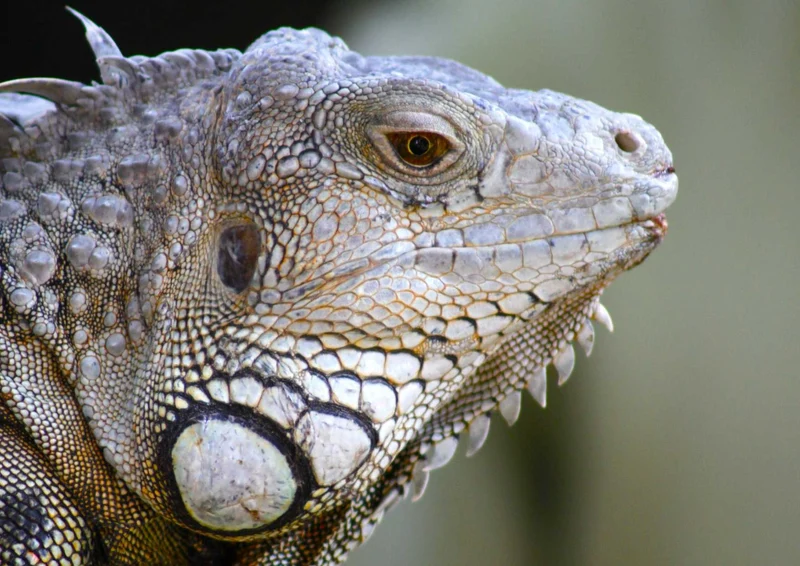 103605 Tierwelt - Leguan Puzzle