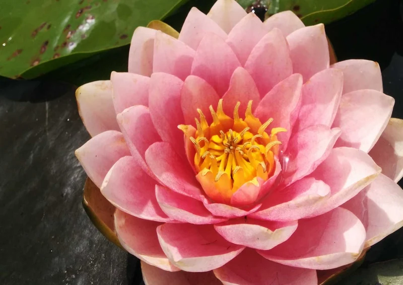 103665 Natur - Seerose Puzzle
