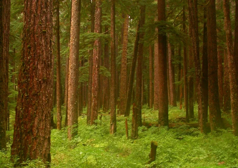 102508 Natur - Wald Puzzle