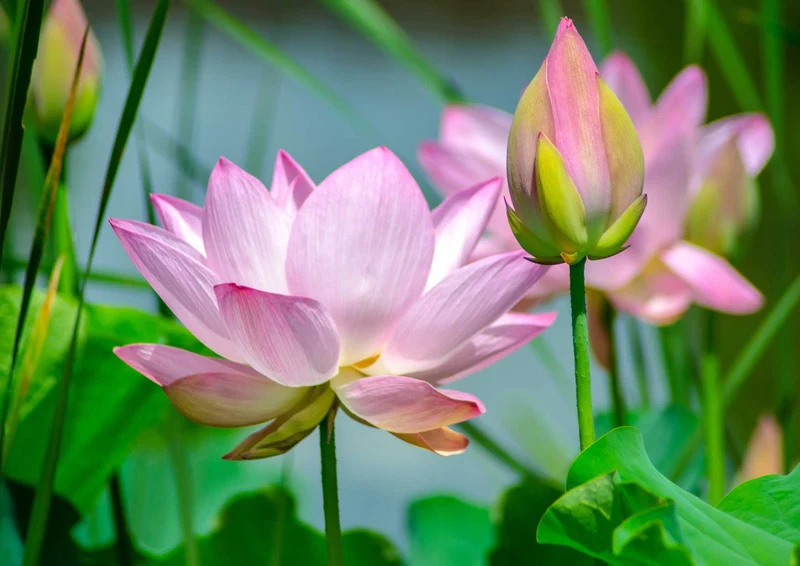 102619 Natur - Rosa Blumen Puzzle