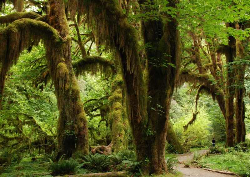 102624 Natur - Wald Puzzle