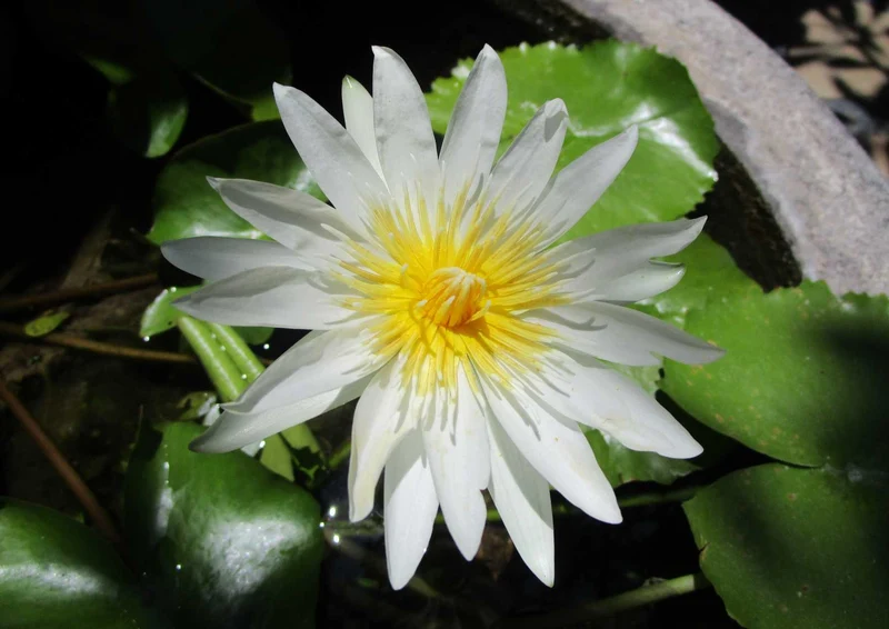 103686 Natur - Lotus Puzzle