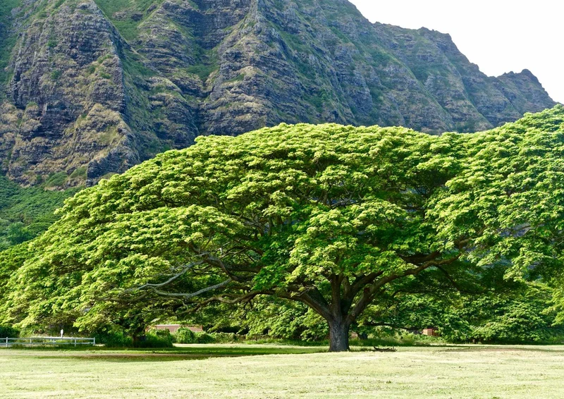 102552 Natur - Baum Puzzle
