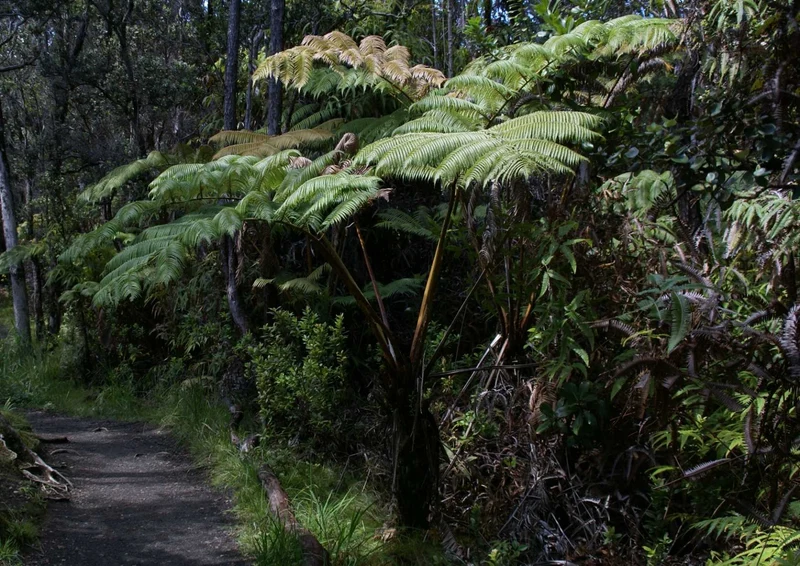 102011 Natur - Wanderweg Puzzle