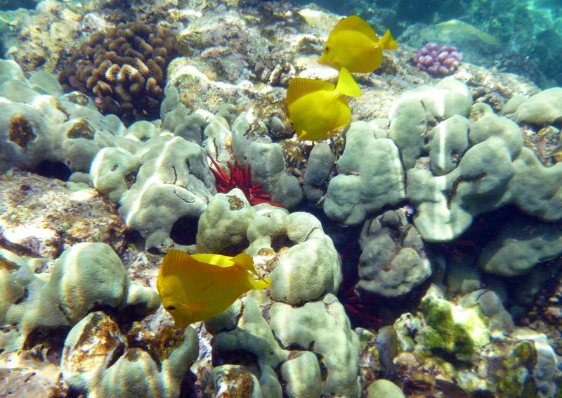 102019 Tierwelt - Fische Puzzle