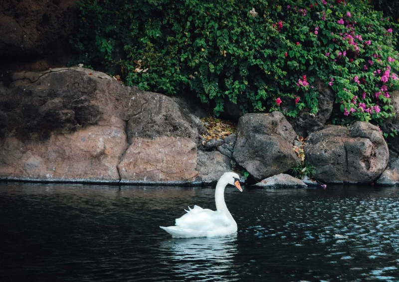 102670 Tierwelt - Schwan Puzzle
