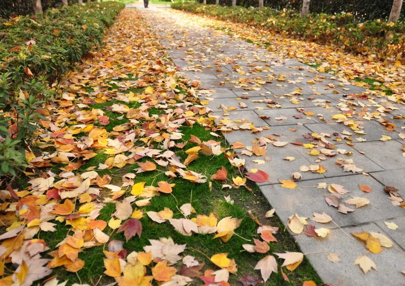 101518 Natur - Herbstblätter Puzzle