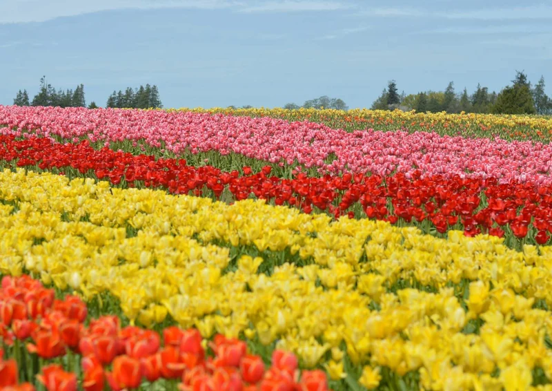 101344 Natur - Tulpen Puzzle