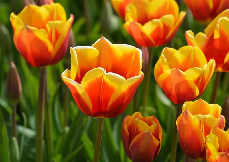101351 Natur - Tulpen Puzzle
