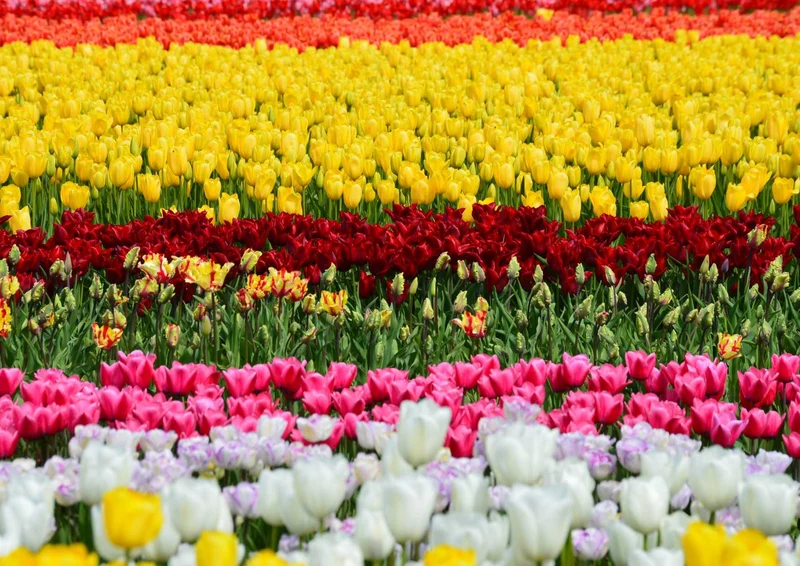 101354 Natur - Tulpen Puzzle