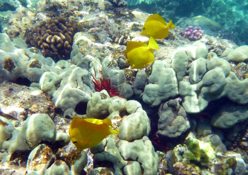 103070 Tierwelt - Fische Puzzle