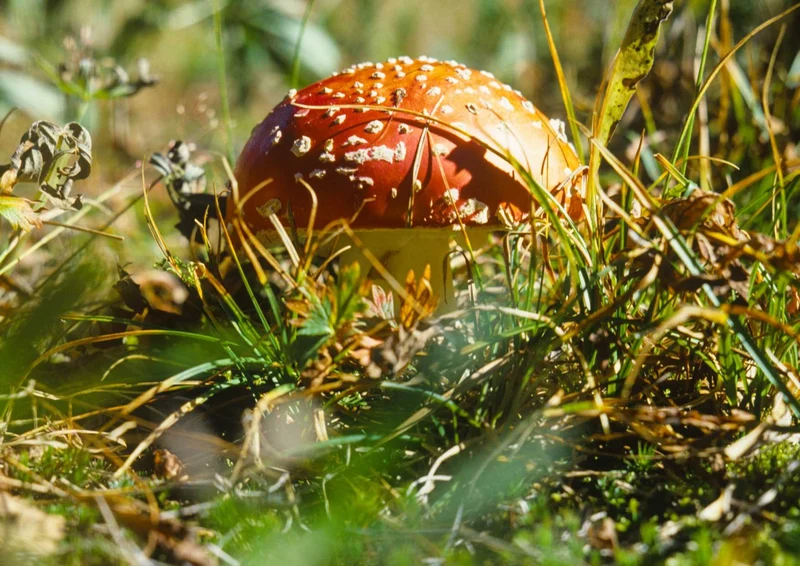 102087 Natur - Pilz Puzzle