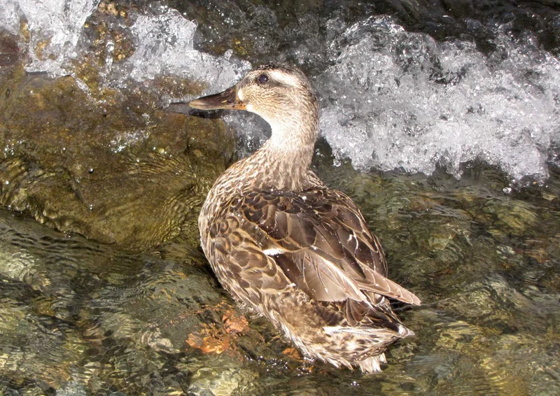 102043 Tierwelt - Ente Puzzle